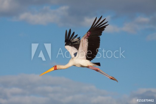 Picture of Yellow Billed Stork Zimbabwe